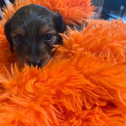 Avery - Black and cream male Dachshund puppy in Proctor, Montana from Blue Star Dachshunds