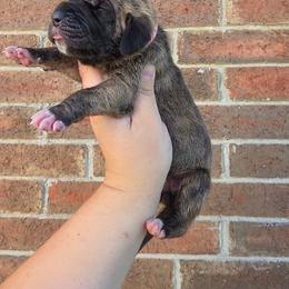 Umbridge - Brindle female Great Dane puppy in Arlington, Texas from Scoober Danes