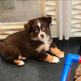 Bella's Blue-Eyed Red Tri Male - Red tri male Toy Australian Shepherd puppy in Leighton, Alabama from Isbell Land & Livestock, LLC
