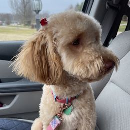 Yuna - Australian Labradoodle