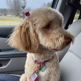 Yuna - Australian Labradoodle