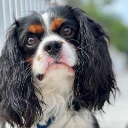 Nick - Cavalier King Charles Spaniel