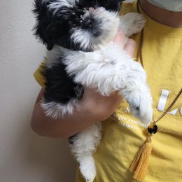 Shih Tzu Puppies from Jannete's Shih Tzus