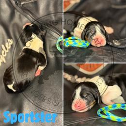 Sportster - Black white and tan male English Springer Spaniel puppy in Fond Du Lac, Wisconsin from Clucking Homestead Springers & Dachshunds