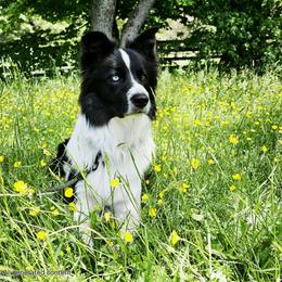 Sven - Border Collie