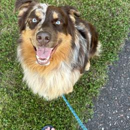 Australian Shepherds from Frozen Nort Aussies