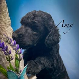 Amy - Blue female Poodle puppy in Greenville, North Carolina from Grace Poodles