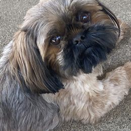 Dior - Shih Tzu