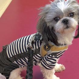 Shih Tzus, Yorkipoos, and Yorkshire Terriers from Noir Luxe Litters of NJ