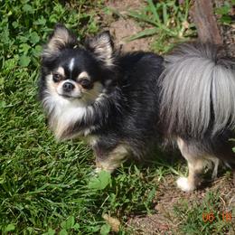 Chihuahua All Grown Up from Schroeder Chihuahuas