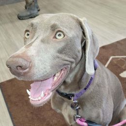 Kenda - Weimaraner