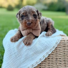 Bean - Merle male Goldendoodle puppy in Ooltewah, Tennessee from Allison Family Doodles