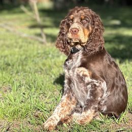 Poppy - English Springer Spaniel