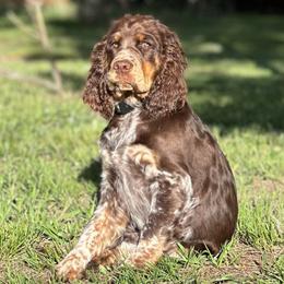 Poppy - English Springer Spaniel