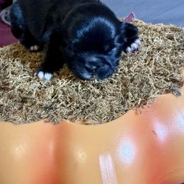 Peg - Black and white female Shih Tzu puppy in Warrior, Alabama from The Anderson Farms Kennel