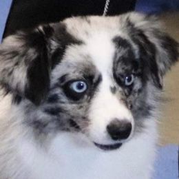 Breaker - Miniature Australian Shepherd