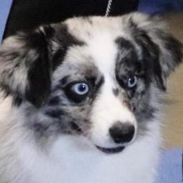 Breaker - Miniature Australian Shepherd
