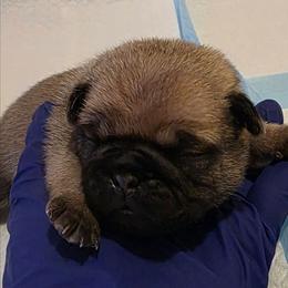 Wuggy-Green Collar - Fawn male Pug puppy in New Braunfels, Texas from Kex Pug Haus