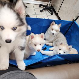 Pomsky and Siberian Husky Puppies from Whitmore Wolfpack LLC