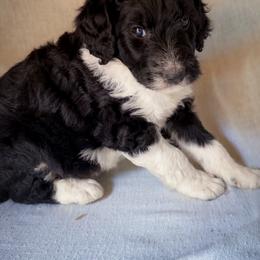 Louie - Black and white male Bernedoodle puppy in Grant City, Missouri from Timberline Paws