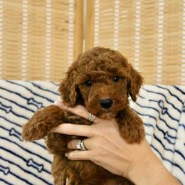 Male 1 - Red  male Goldendoodle puppy in Clarksville, Tennessee from Tennessee Goldendoodles, since 2014
