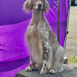 Tess - English Setter