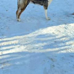Wiconi - Native American Indian Dog