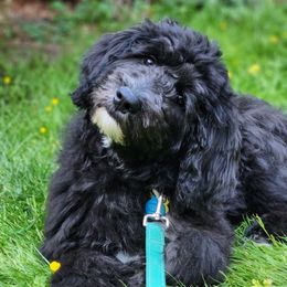 MOSES (Formerly Joey,Steve) - Black and white male Sheepadoodle puppy in Charlo, Montana from Heavenly Hilltop Farm