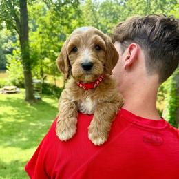 Red - Red male Bernedoodle puppy in Milford, Ohio from Doodle Duo