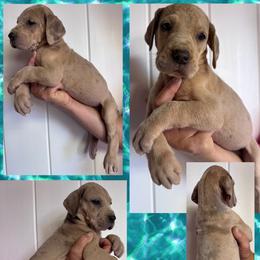 Vodka - Merle female Great Dane puppy in Wellsville, New York from Prophecy Danes