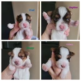 Yorkshire Terrier Puppies from Casey Clan Yorkies