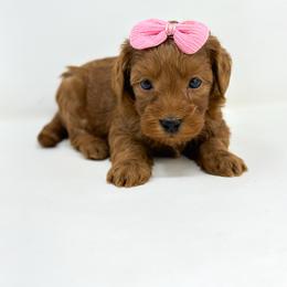 Angel - Red  female Goldendoodle puppy in Davison, Michigan from Dreaming Doodles