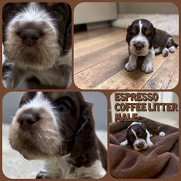 Espresso - Liver white and roan male English Springer Spaniel puppy in Billings, Montana from M&M Fuzzy Bottom Friends