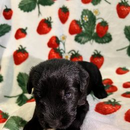 Giant Schnauzer Puppies from Toledo Bend Giants Vom Zitronen