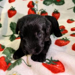 Giant Schnauzer Puppies from Toledo Bend Giants Vom Zitronen