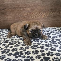 Min Boy - Sable male Shih Tzu puppy in Meadows Of Dan, Virginia from Walt’s Shih Tzus