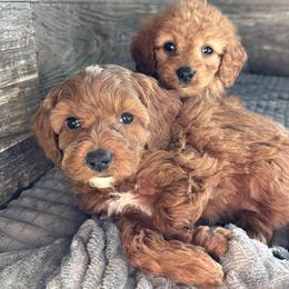 Emily - Red female Cavapoo puppy in Osseo, Michigan from Smiths Fluffy butts