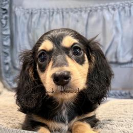 Libby - Black and cream female Dachshund puppy in Anderson, Alabama from Pasek Kennels