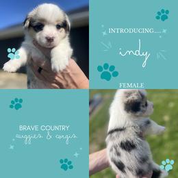 Indy - Blue merle and white female American Corgi puppy in Brownstown, Indiana from Brave Country Kennels