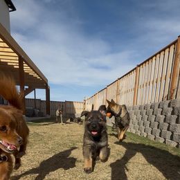 German Shepherd Puppies from Vom Stille Teufelshunde Kennels