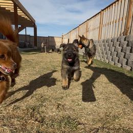 German Shepherd Puppies from Vom Stille Teufelshunde Kennels