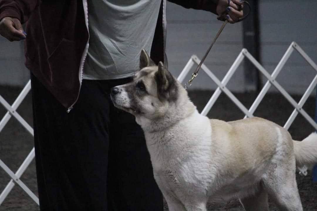 Unmei Akita in Virginia | Akita and Japanese Akitainu puppies | Good Dog