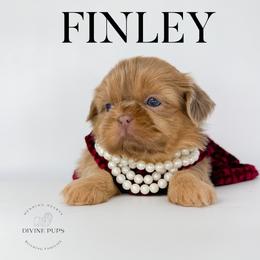 Finley - Lilac female Shih Tzu puppy in League City, Texas from Divine Pups