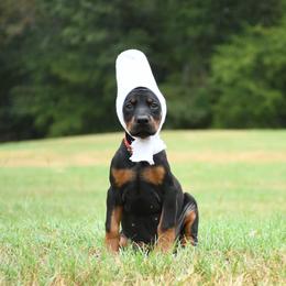 Indy (Independence) - Black and rust female Doberman Pinscher puppy in Overton, Texas from Obsidian Kennel