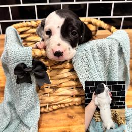 Dalmatian, Poodle, and Rhodesian Ridgeback Puppies from Ruffles, Ridges, & Spots!