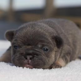 Butterfly - Tricolors female French Bulldog puppy in Warsaw, New York from Hillview Kennels