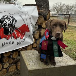 Shiner - Labrador Retriever