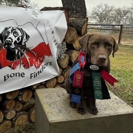 Shiner - Labrador Retriever