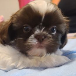 Puppy 4 - Liver and white male Shih Tzu puppy in Belleville, Michigan from Patricia's Heavenly Earth Angels
