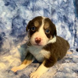 Jinu - Tri-color male Border Collie puppy in Decatur, Alabama from Phantom Border Collies